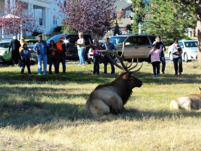 This bull is in charge of the herd.  Busy guy!