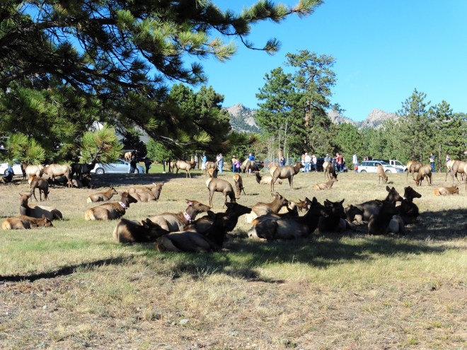 Plenty of wild elk in the area.  Come see them soon.
