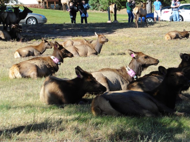 Elk are being monitored 