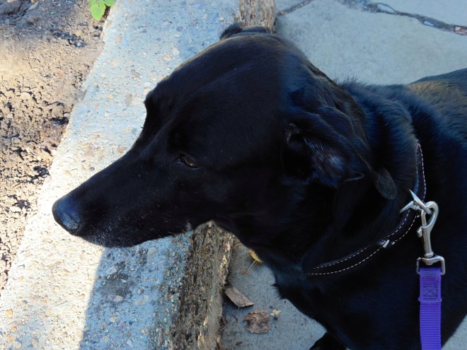 Stevie is such a good girl!