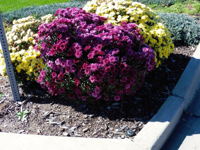 Bright mum planted on a street corner.