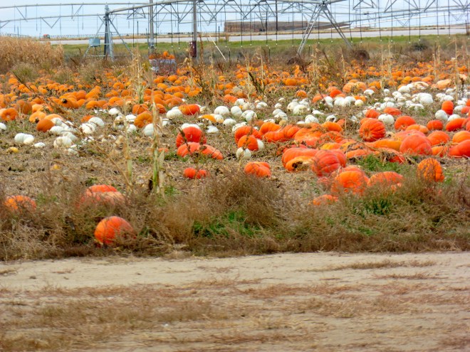 Orange and white pumpkins still on the vines