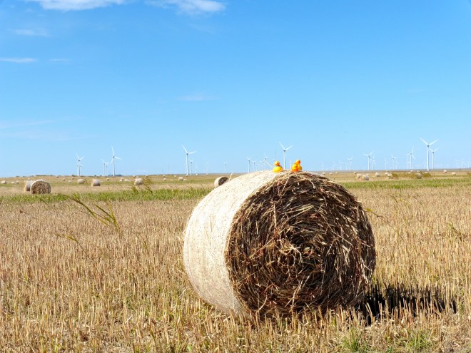 Ducks on hay