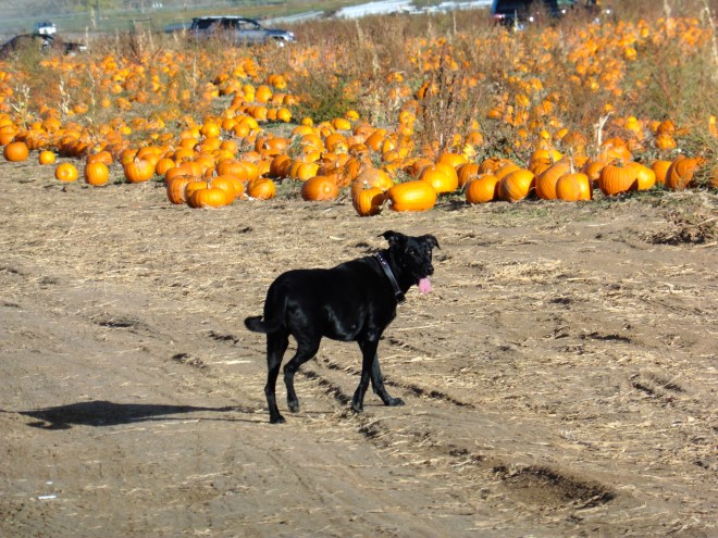 Steve is busy exploring in pumpkin fields