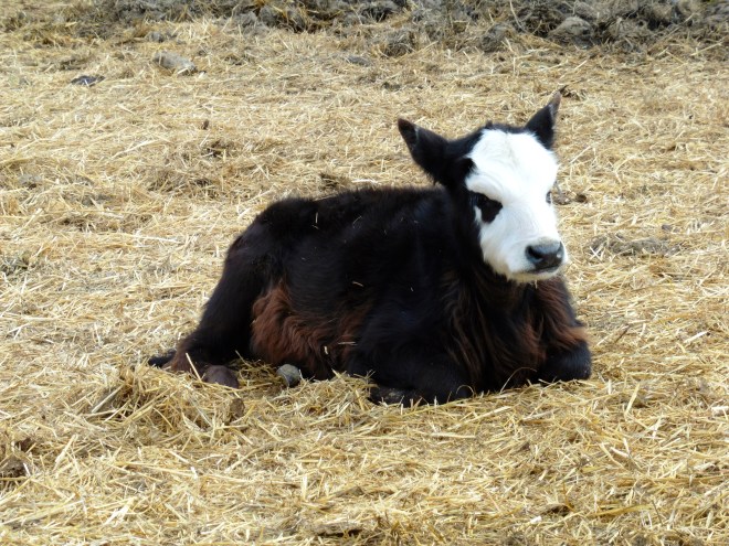 The humans pet this cow