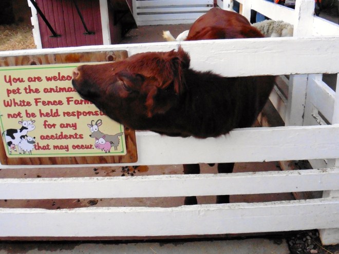 Small cow looking for food or humans to touch him