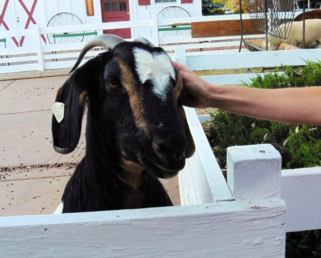 This goat likes Soapy's mom