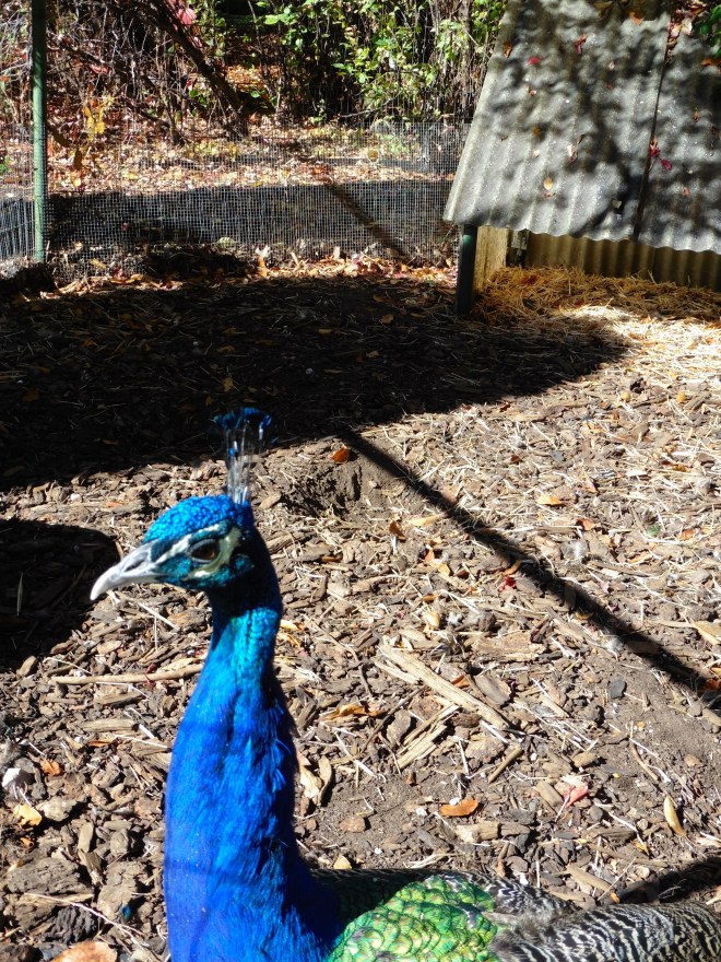 Peacock is bright blue
