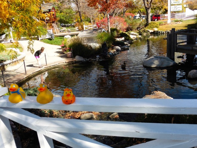 Ducks! Our kind swimming