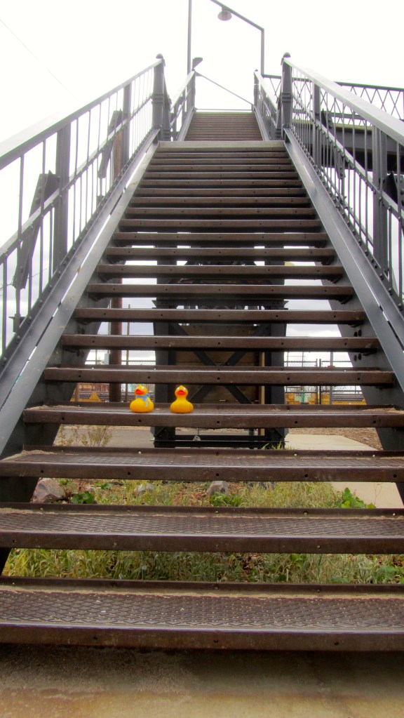 Too many stairs for ducks to climb