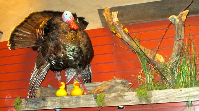 Our large feathered friend