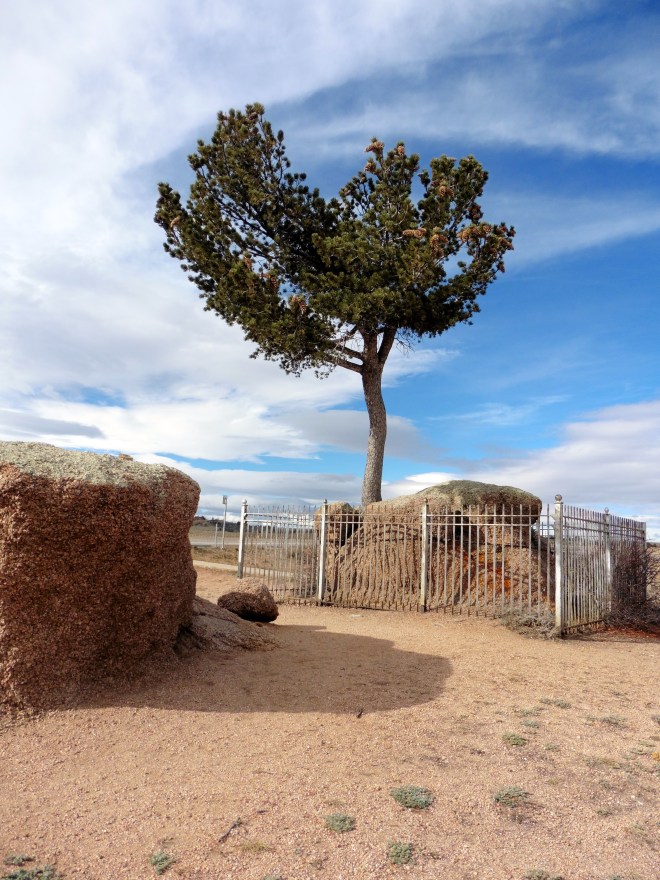 Tree appears to be growing out of rock