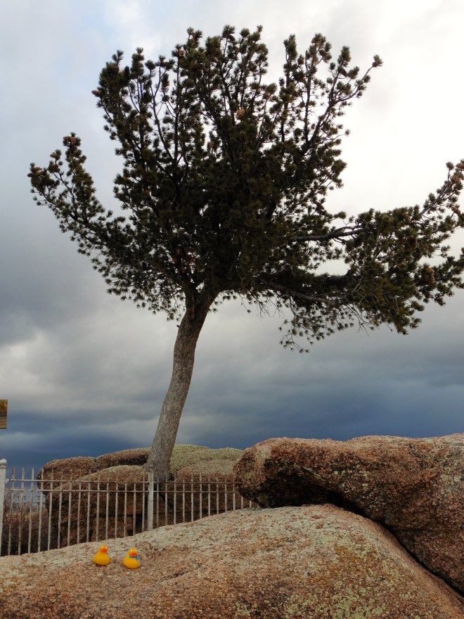 Tree growing thru crack in pink marble