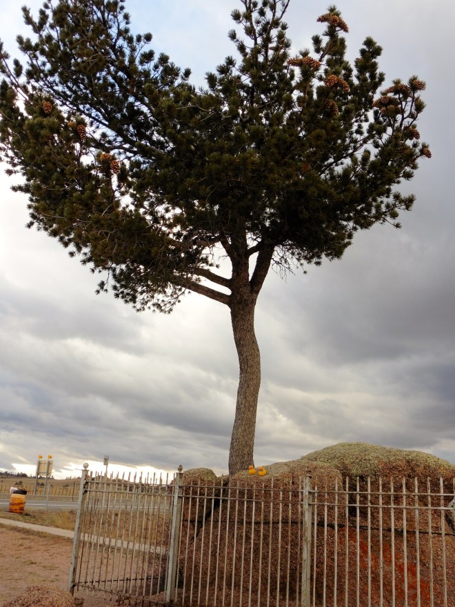 Tree rock with storm coming