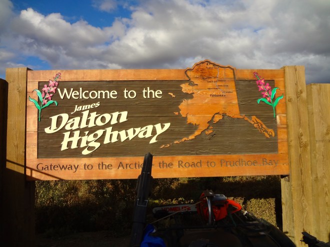 Eider Duck on the Dalton Highway