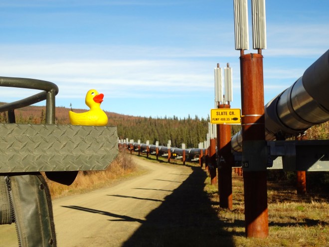 Passing the Alaska pipeline