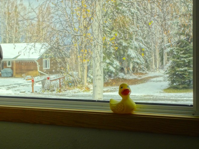 Eider will going to the grocery store soon.