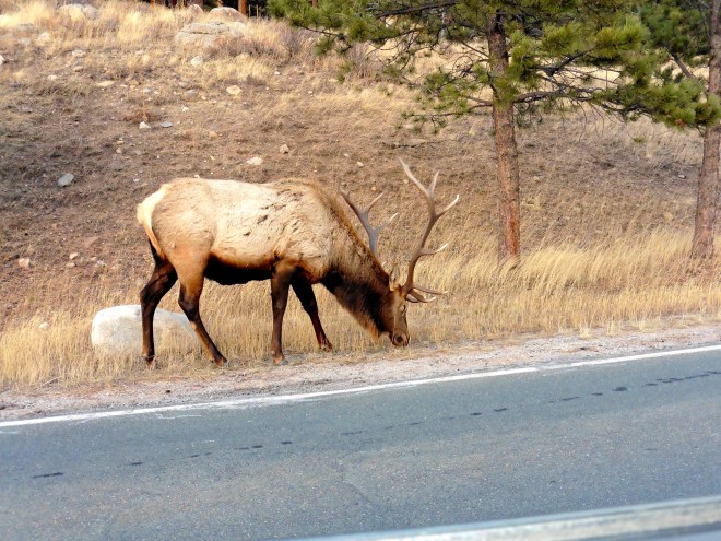 Even elks want a snack.
