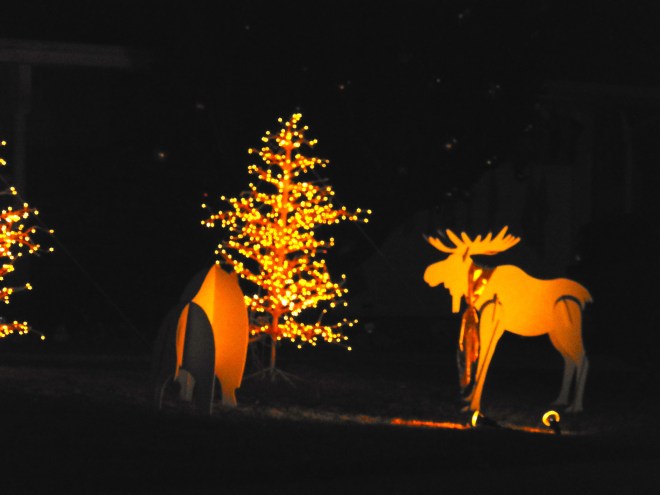 A Colorado Christmas moose.