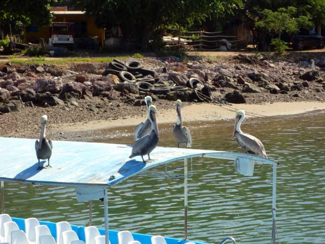 Welcome to Stone Island