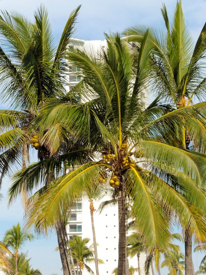 Lots of coconuts on this tree