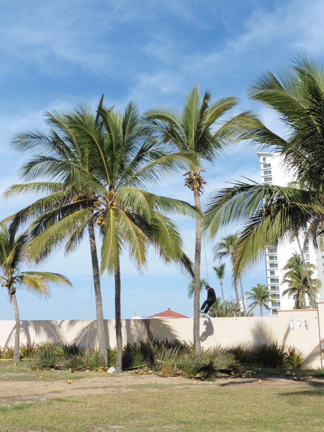 More than one tree trimmer