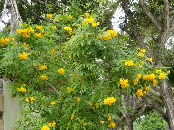 So pretty and a great color.