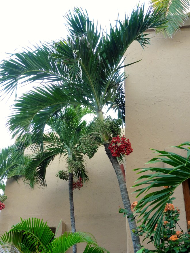We love the red berries on these palm trees