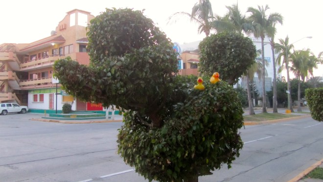 Great for humans and ducks