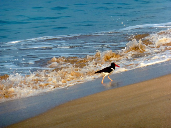 Might be a type of sandpiper??