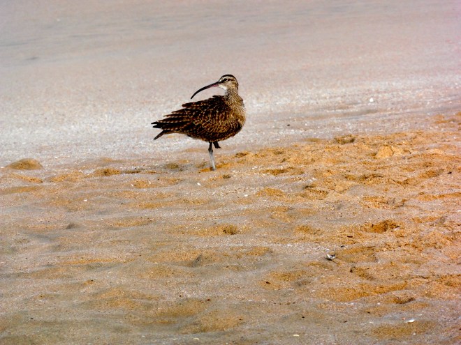 Does he own the beach? Maybe he does