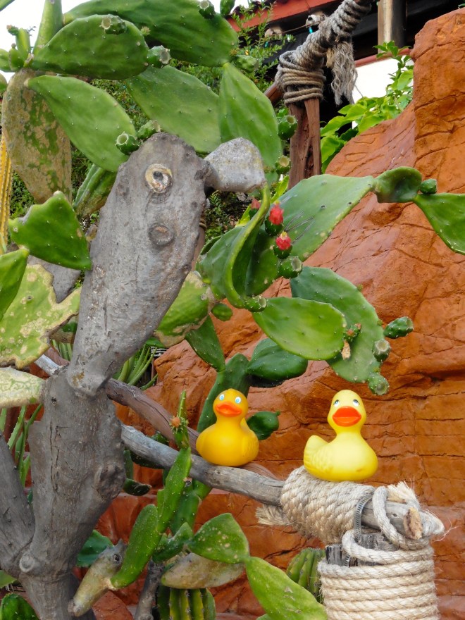 Flowers on the cactus
