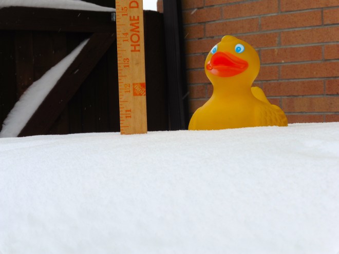 Zeb on the hot tub cover with about 10 inches of snow