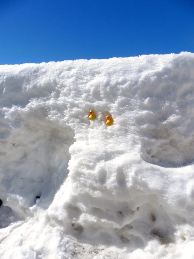 Zeb and Eider back in the snow