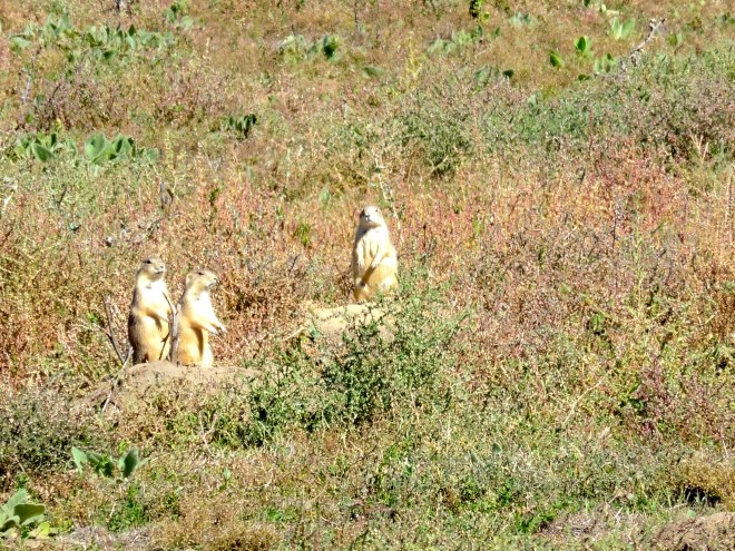 There are so many prairie dogs here!