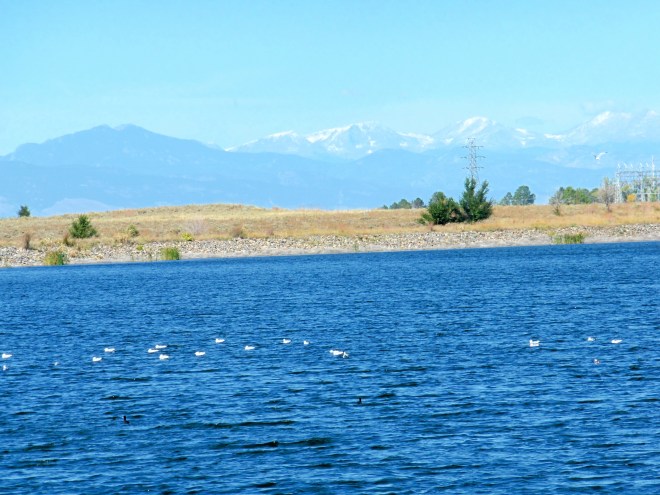 Many migrating birds stop here