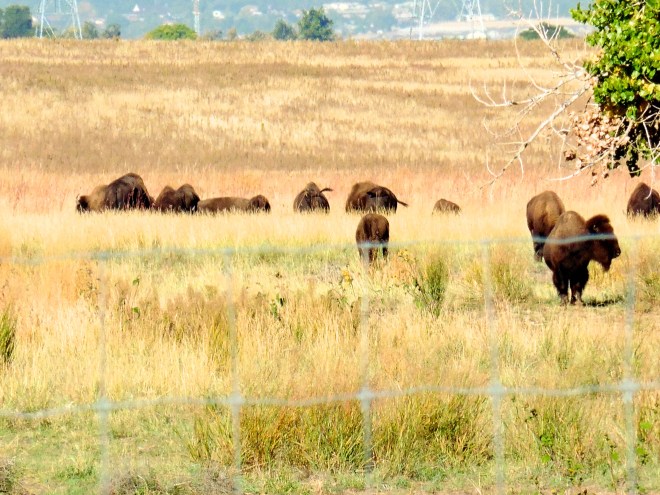 Part of the buffalo herd