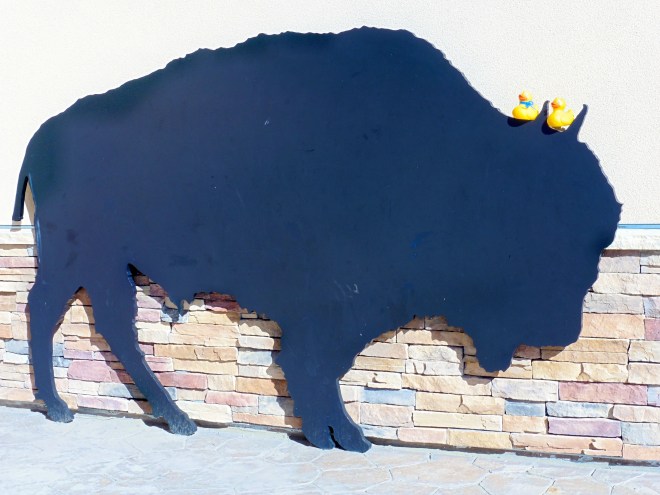 Ducks can touch this buffalo