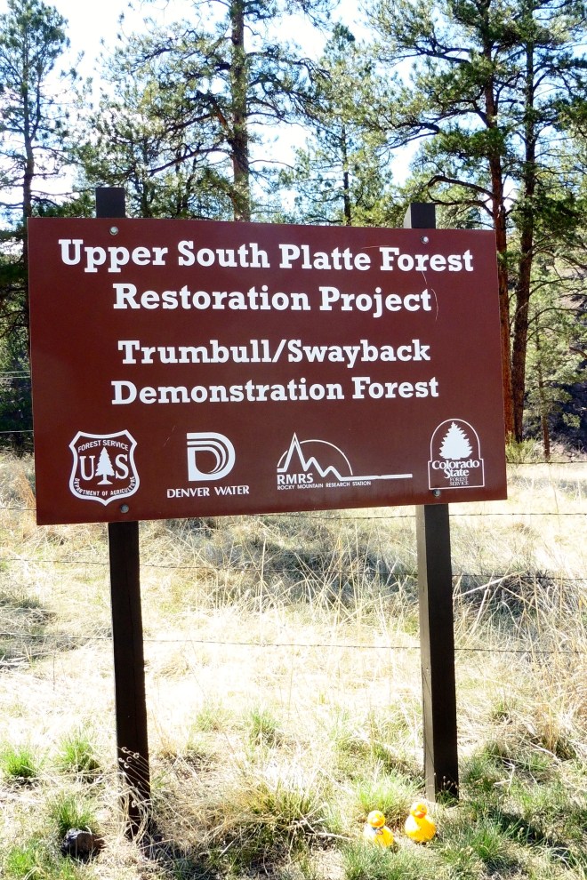 Upper South Platte Forest Restoration Project