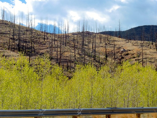 At least 3 years after fire