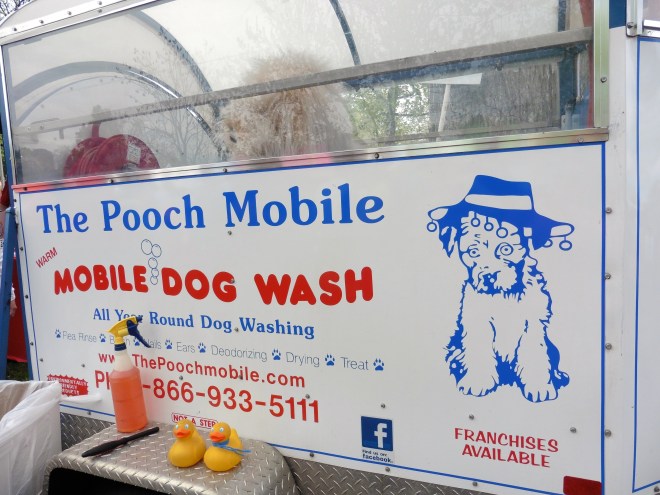 Even a toy dog inside