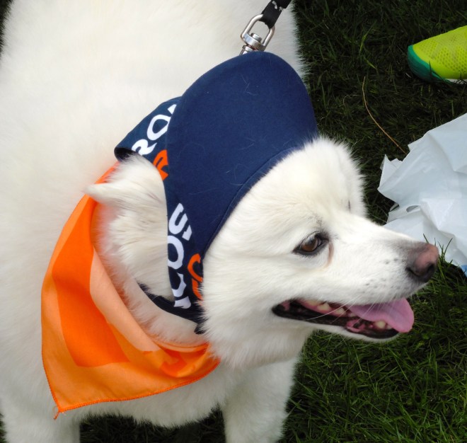 This dog is a Bronco fan!