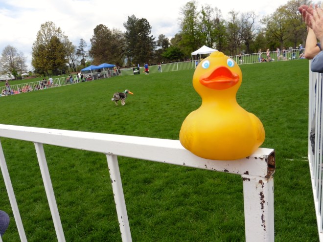 Catching a Frisbee is fun