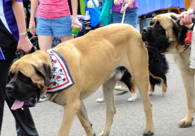 A festival for dogs!! Very tiring
