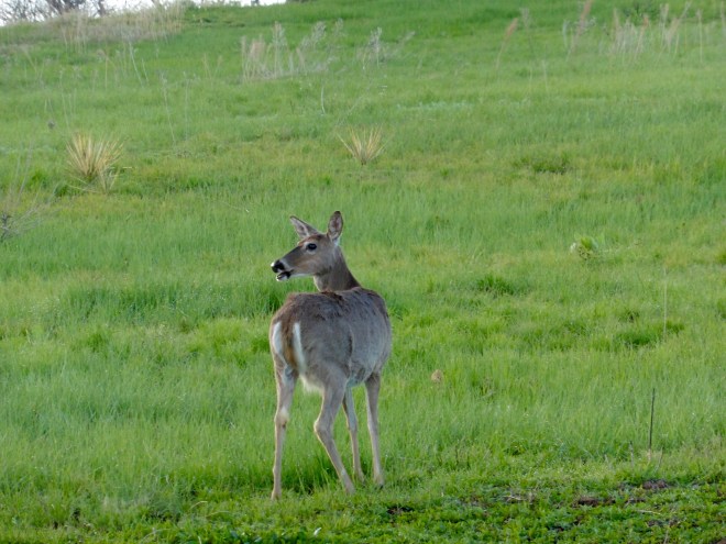 She is so delicate and graceful