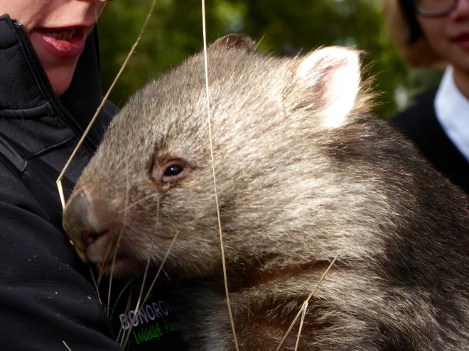 This wombat is so cute