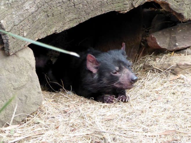 This Tasmanian Devil is coming out to see us