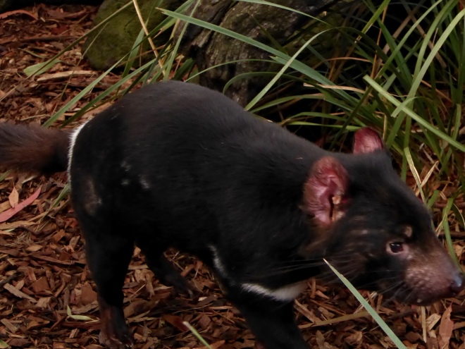 This Tasmanian Devil was running a lot. He has nice red ears.