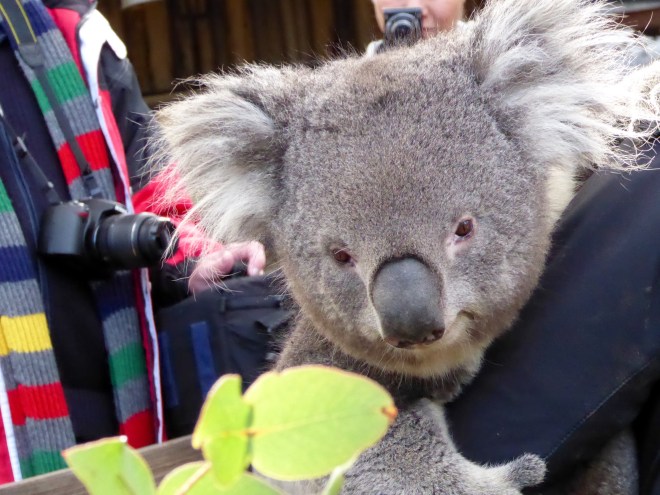 An adorable koala