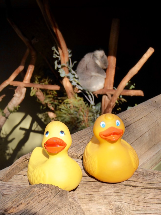 Koalas pass most of the time sleeping like this guy